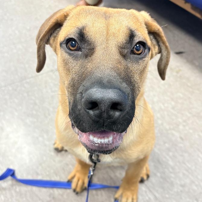 Osiris, adoptable, Puppy Male Mastiff.
