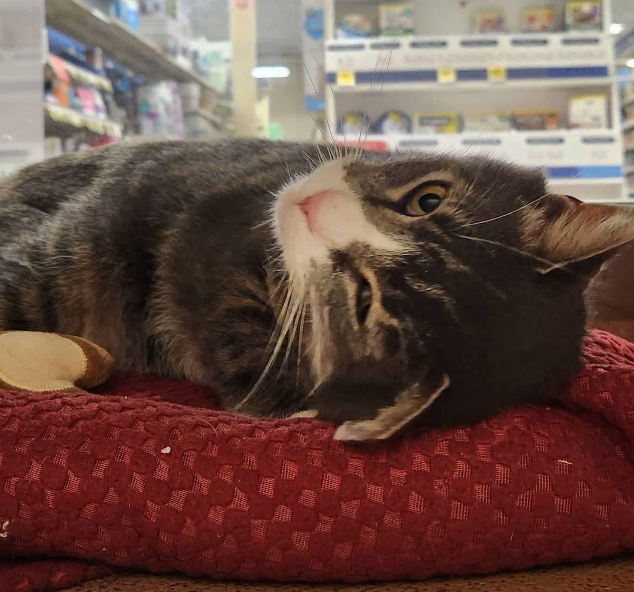 Thor, Adoptable, Adult Male Domestic Short Hair.