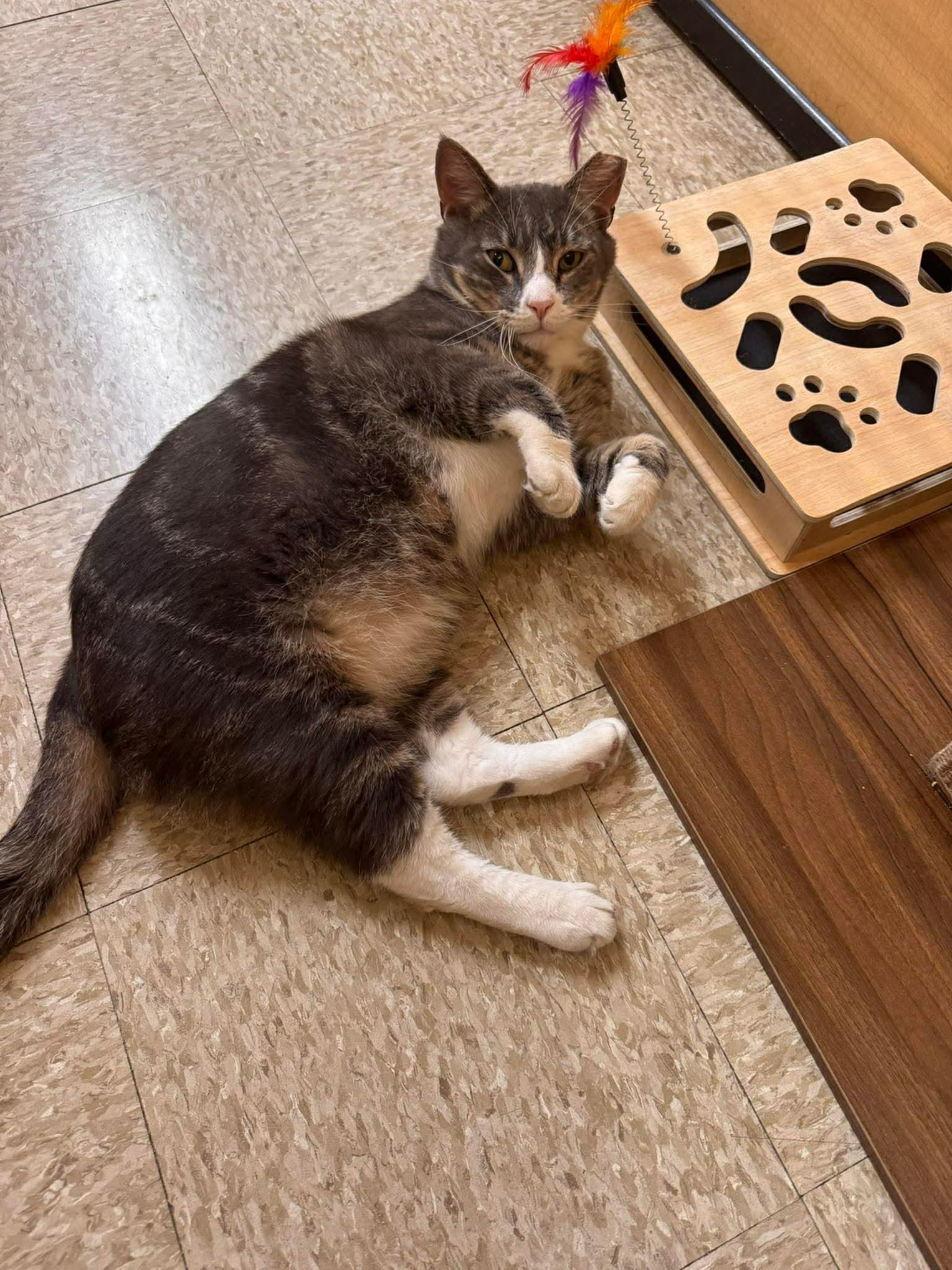 Thor, a Adoptable Domestic Short Hair in Sicklerville , NJ image 2/3