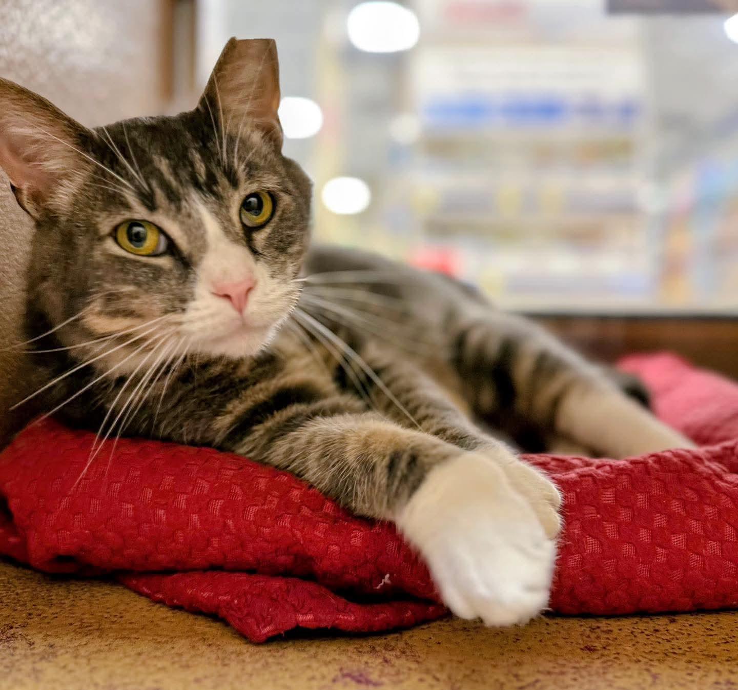 Thor, a Adoptable Domestic Short Hair in Sicklerville , NJ image 3/3