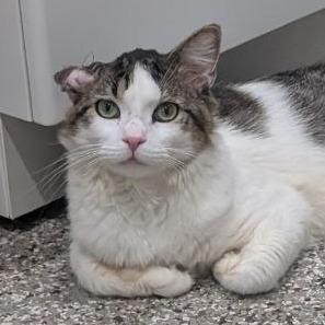 Colton, Adoptable, Adult Male Domestic Medium Hair.
