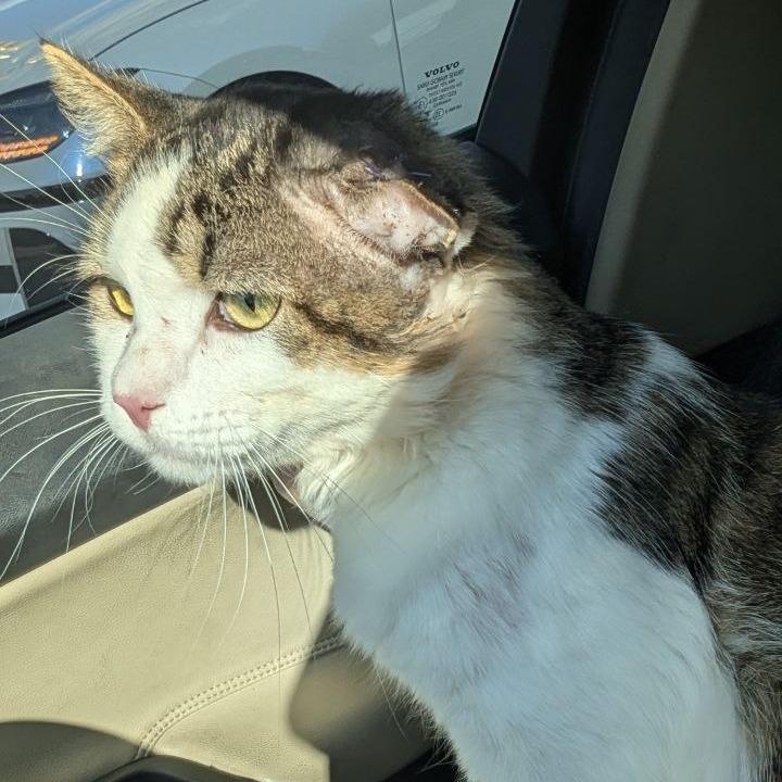 Enlarge Colton, a Adoptable Domestic Medium Hair in Pikesville, MD image 2/6