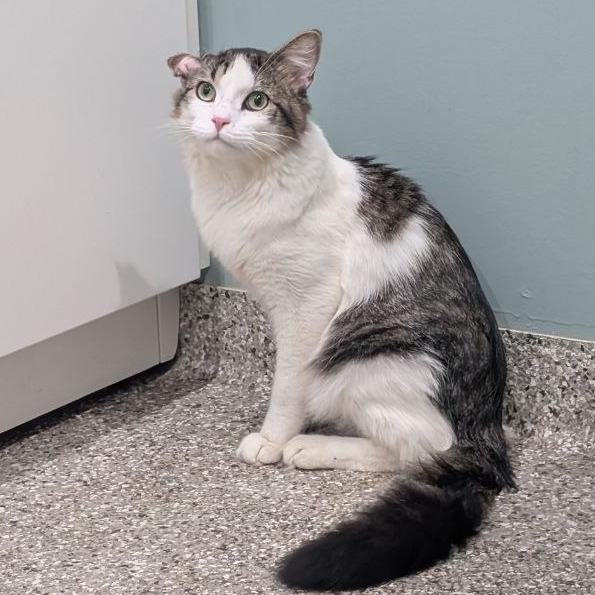 Enlarge Colton, a Adoptable Domestic Medium Hair in Pikesville, MD image 4/6