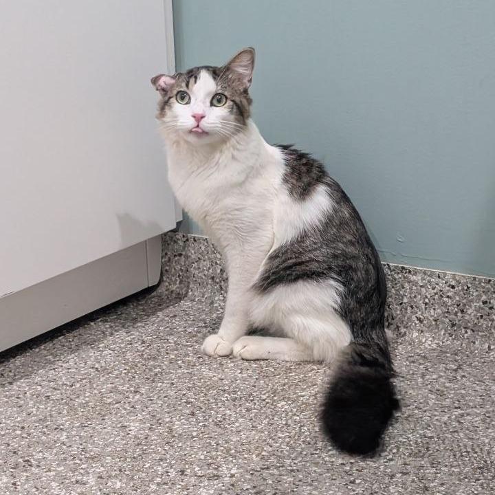 Enlarge Colton, a Adoptable Domestic Medium Hair in Pikesville, MD image 5/6