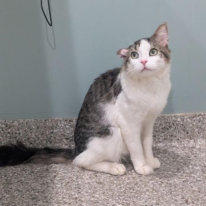 Enlarge Colton, a Adoptable Domestic Medium Hair in Pikesville, MD image 6/6