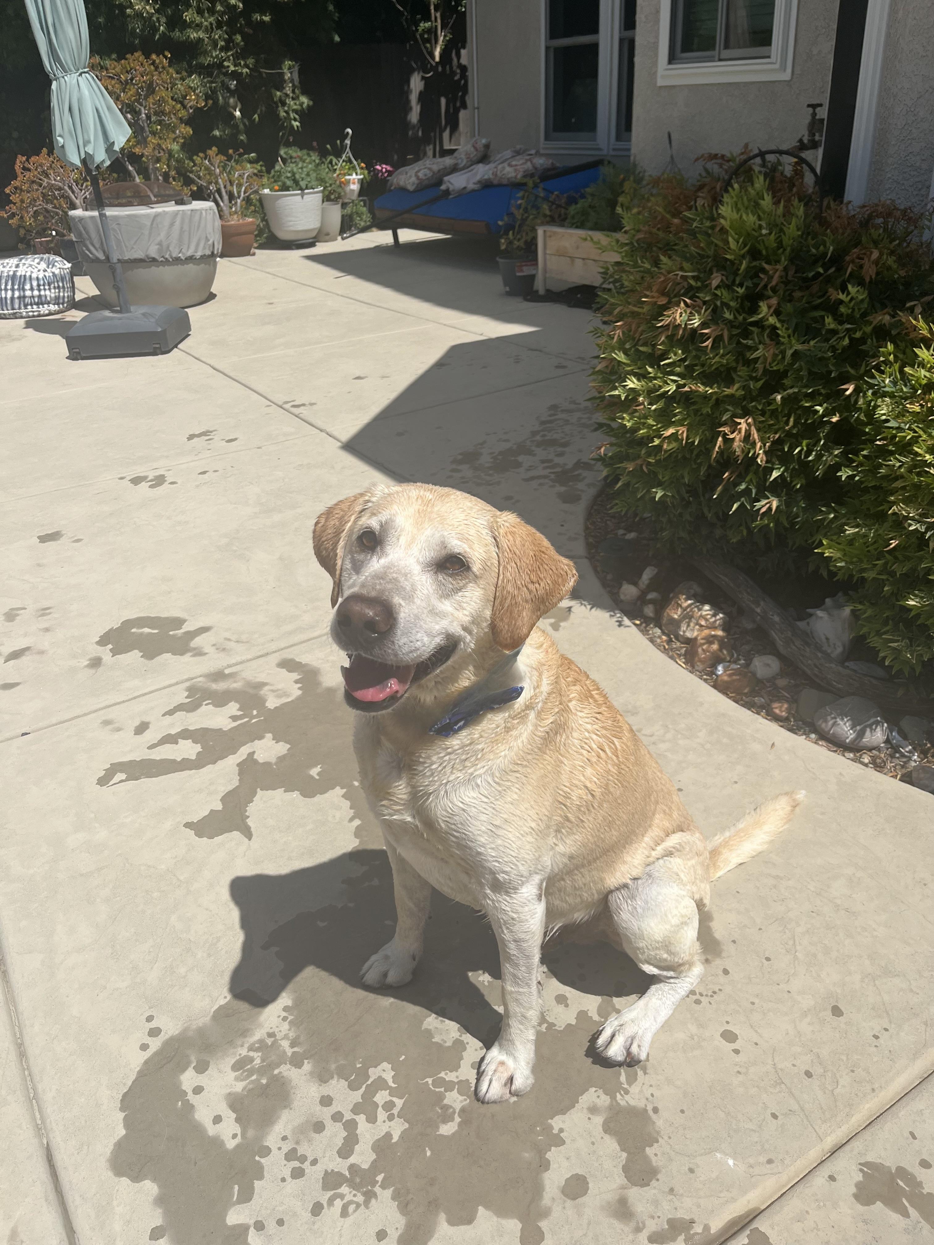 CHASE THE BEST LAB, ADOPTABLE, Adult Male Yellow Labrador Retriever.