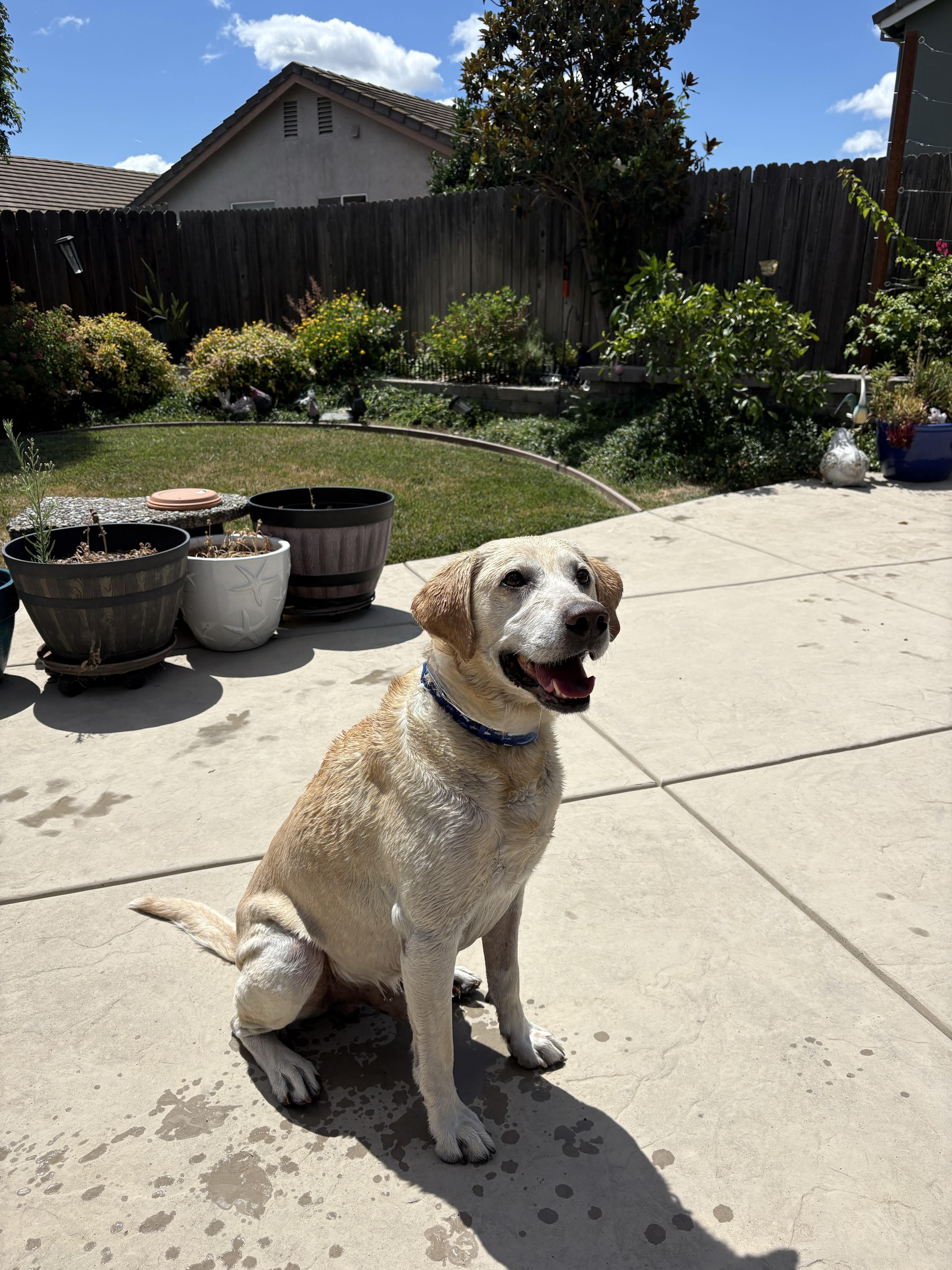Enlarge CHASE THE BEST LAB, a ADOPTABLE Yellow Labrador Retriever in woodland, CA image 5/6