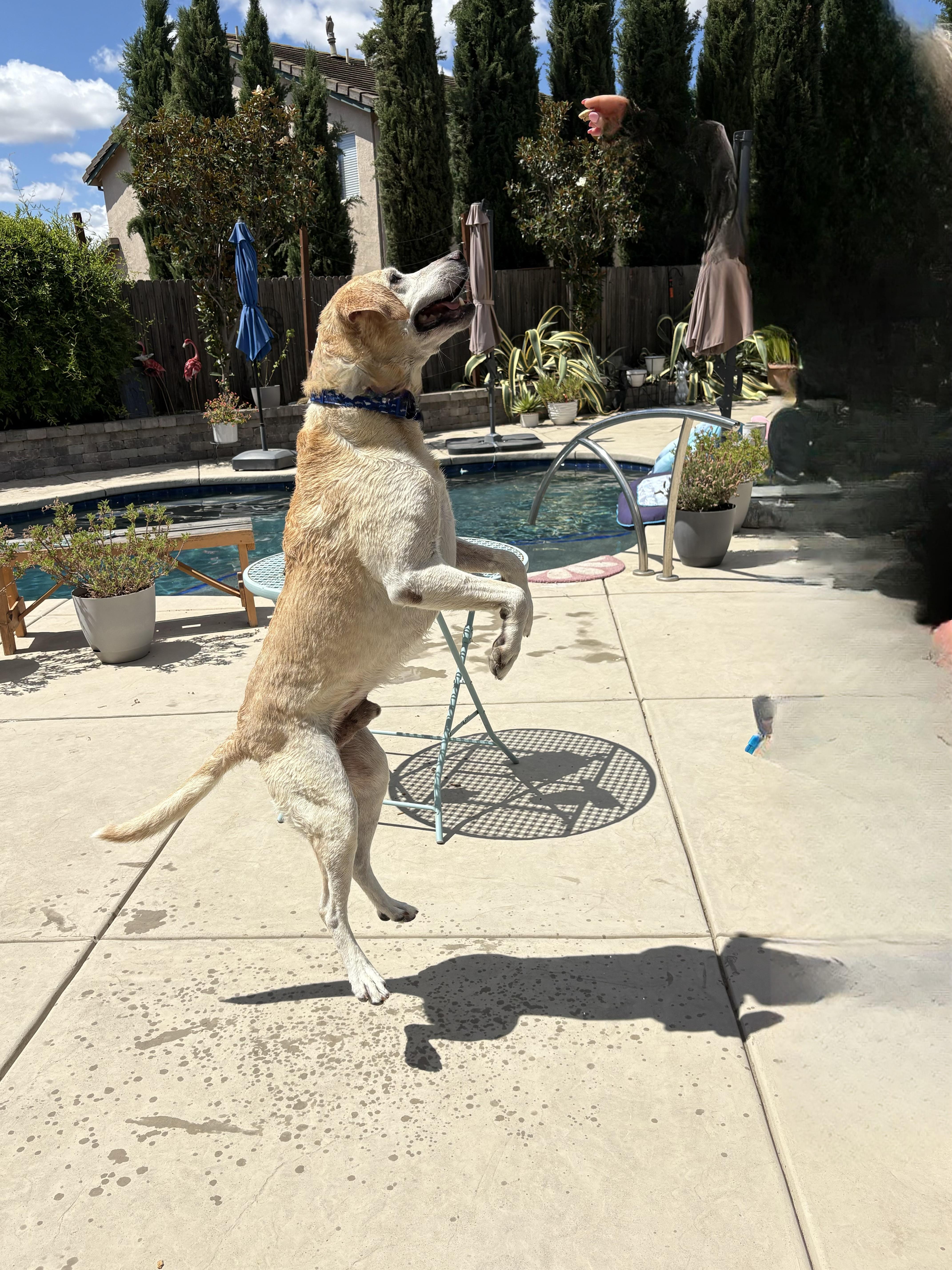 Enlarge CHASE THE BEST LAB, a ADOPTABLE Yellow Labrador Retriever in woodland, CA image 3/6
