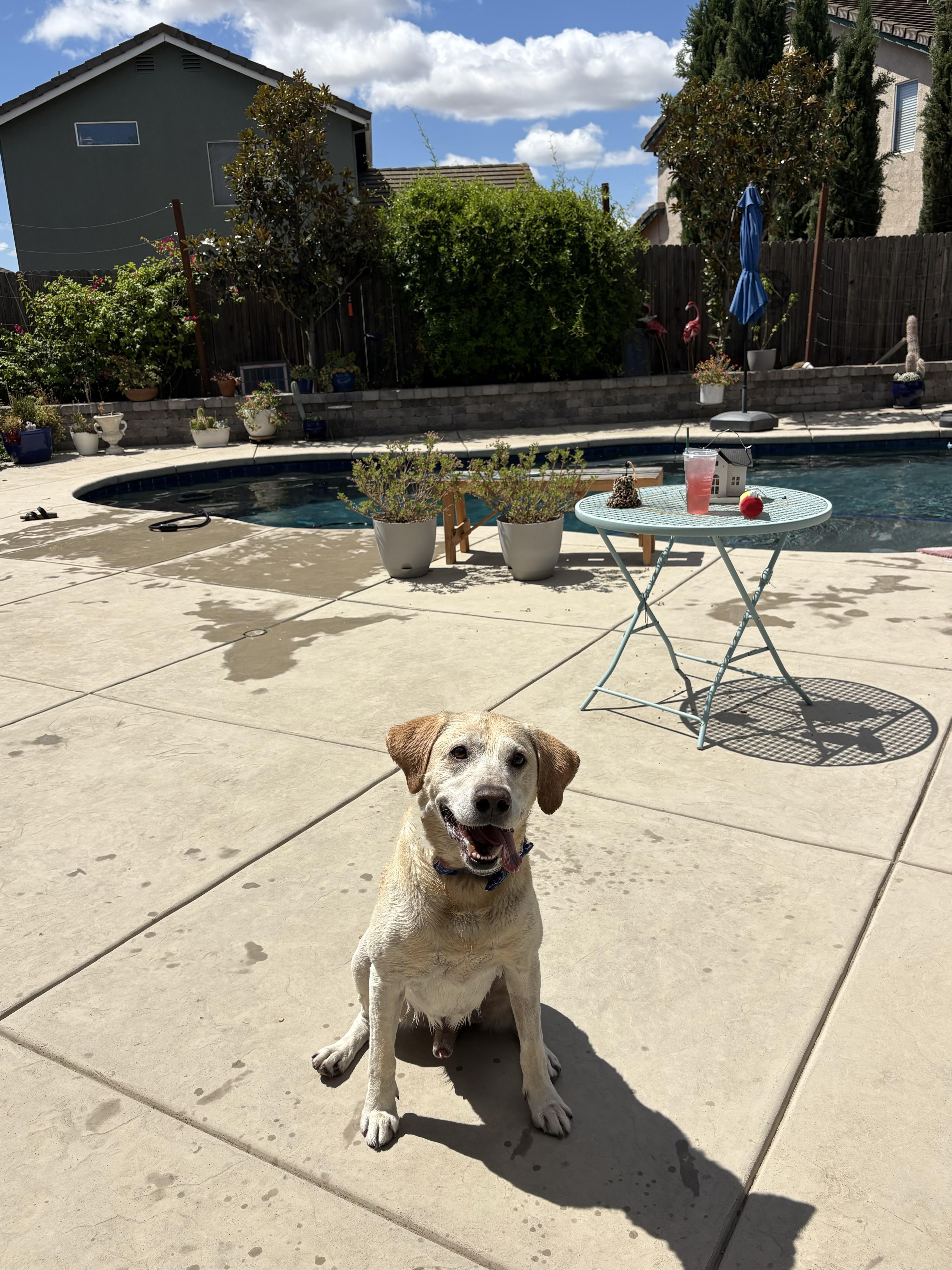 Enlarge CHASE THE BEST LAB, a ADOPTABLE Yellow Labrador Retriever in woodland, CA image 2/6