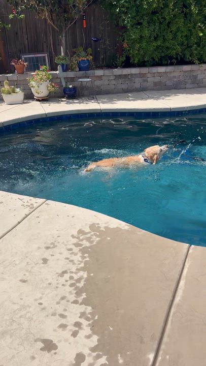 Enlarge CHASE THE BEST LAB, a ADOPTABLE Yellow Labrador Retriever in woodland, CA video 4/6