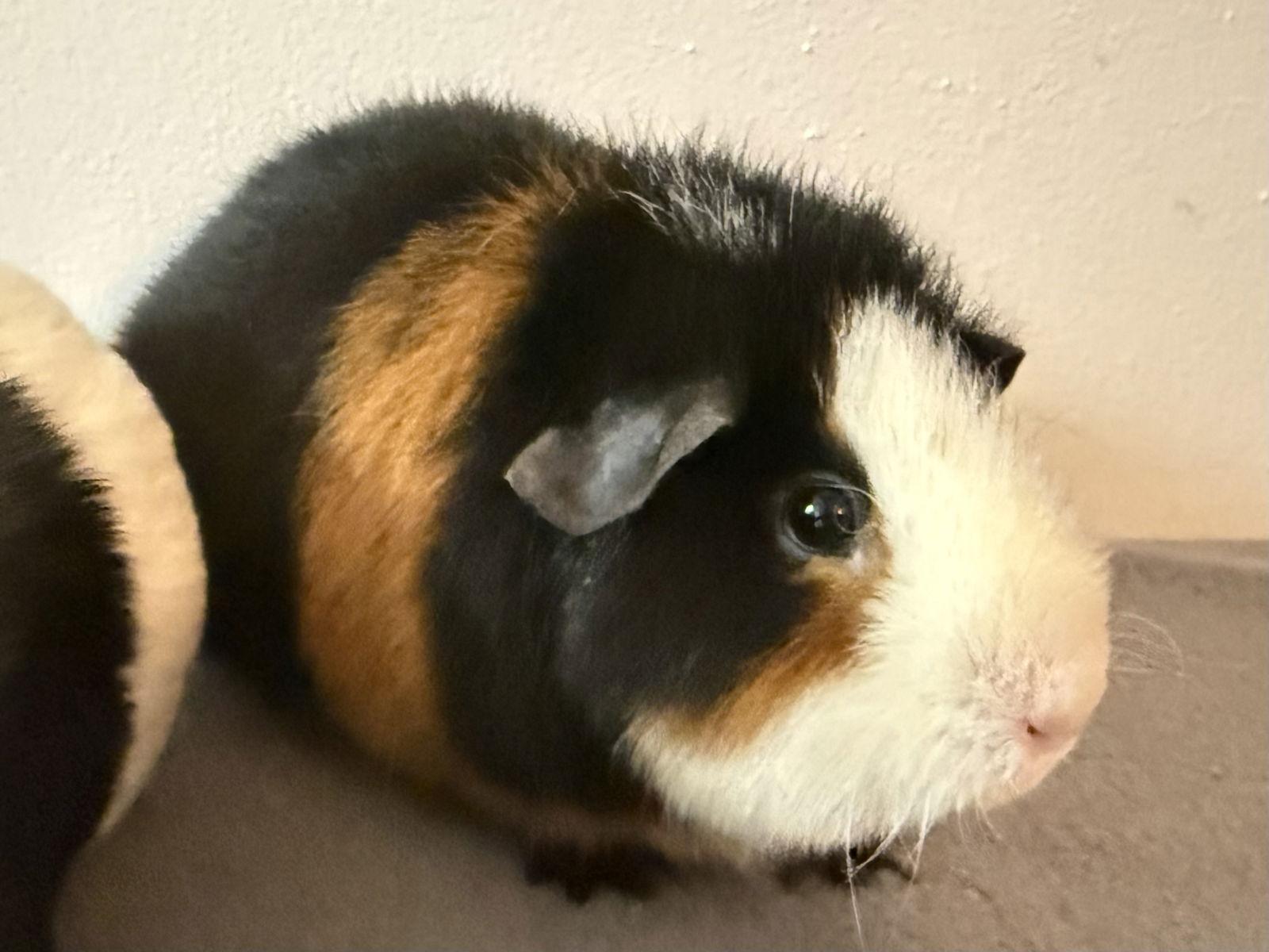 Taya  *Bonded to Aya*, Adoptable, Adult Female Guinea Pig.