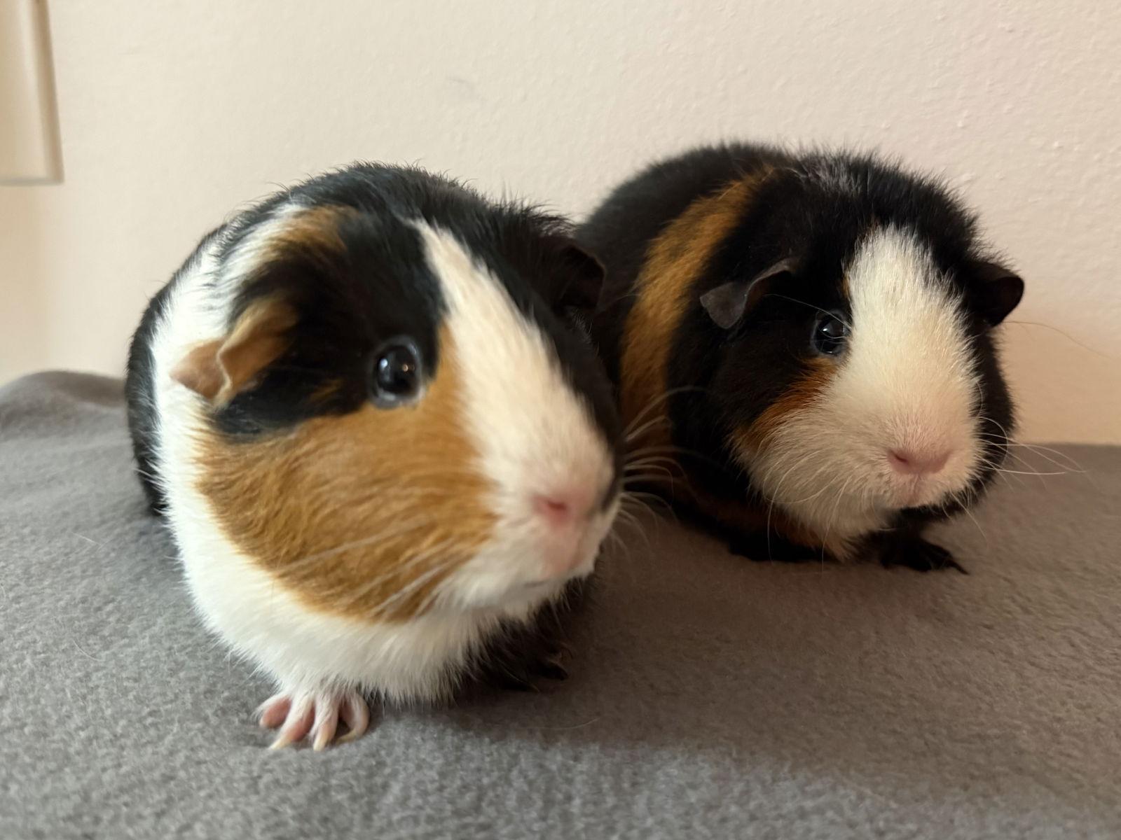 Enlarge Taya  *Bonded to Aya*, a Adoptable Guinea Pig in Marshfield, WI image 2/2