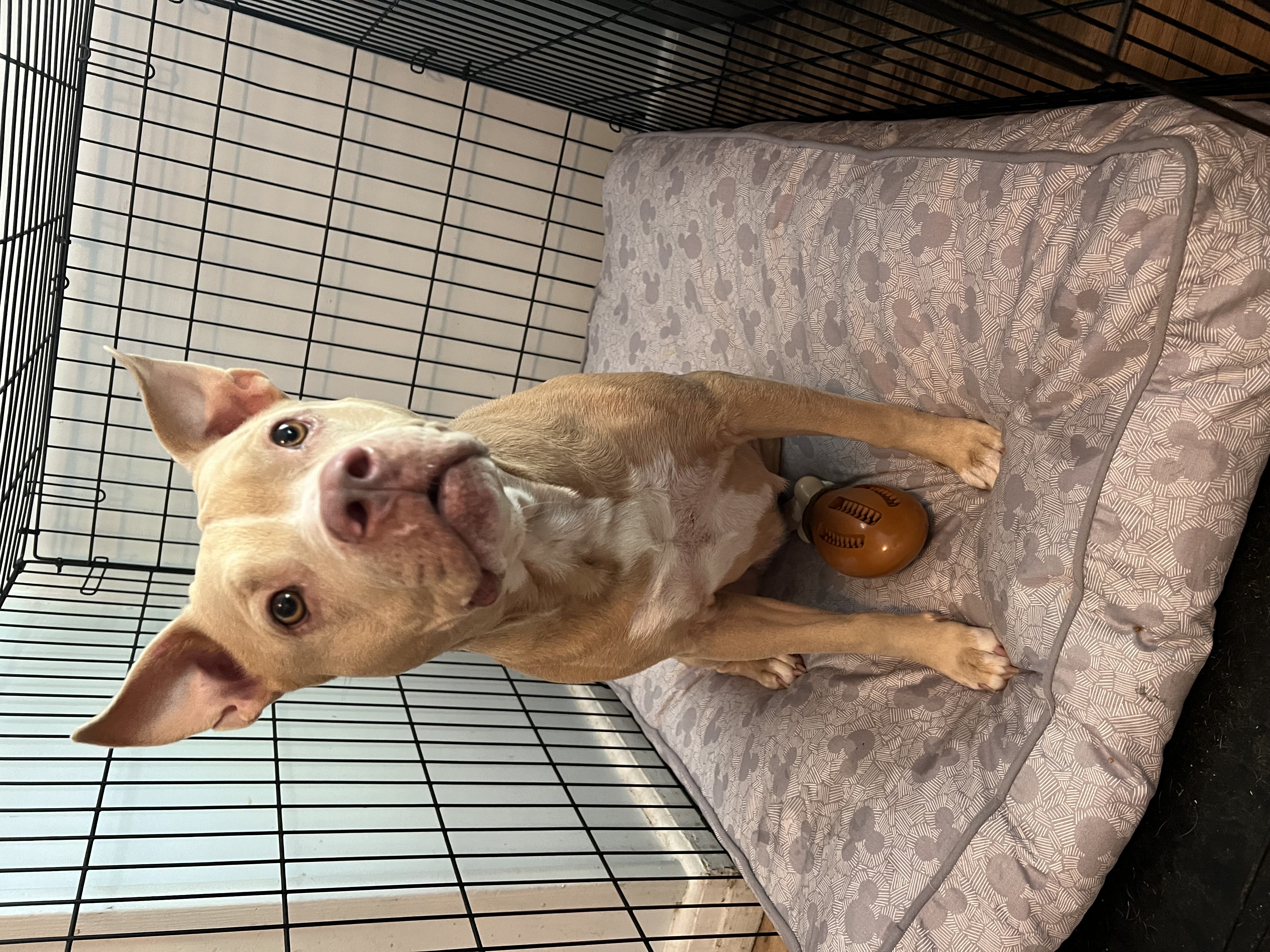 Enlarge Rosie, a Adoptable Pit Bull Terrier in Chickamauga, GA image 6/6