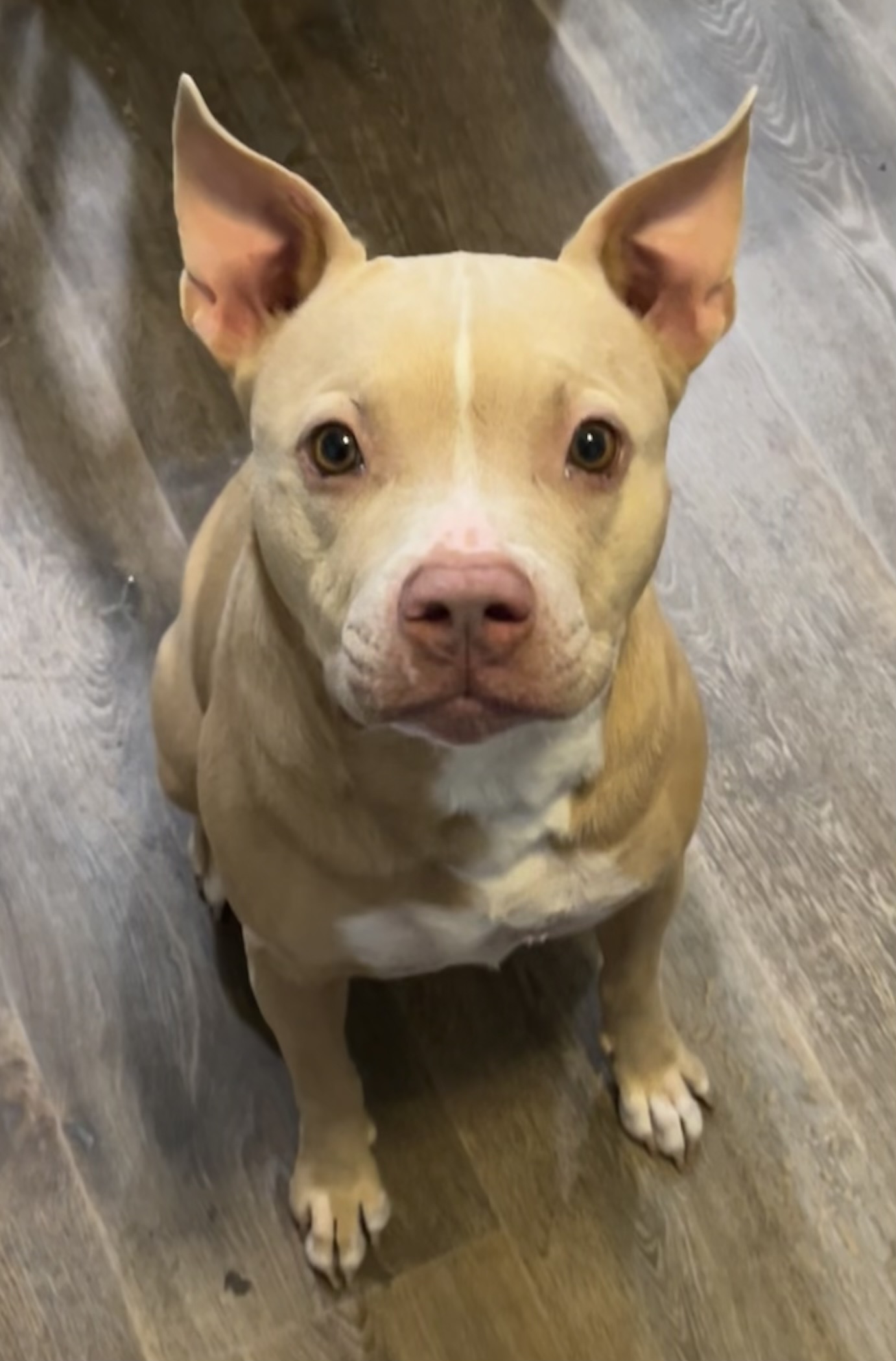 Rosie, Adoptable, Adult Female Pit Bull Terrier.