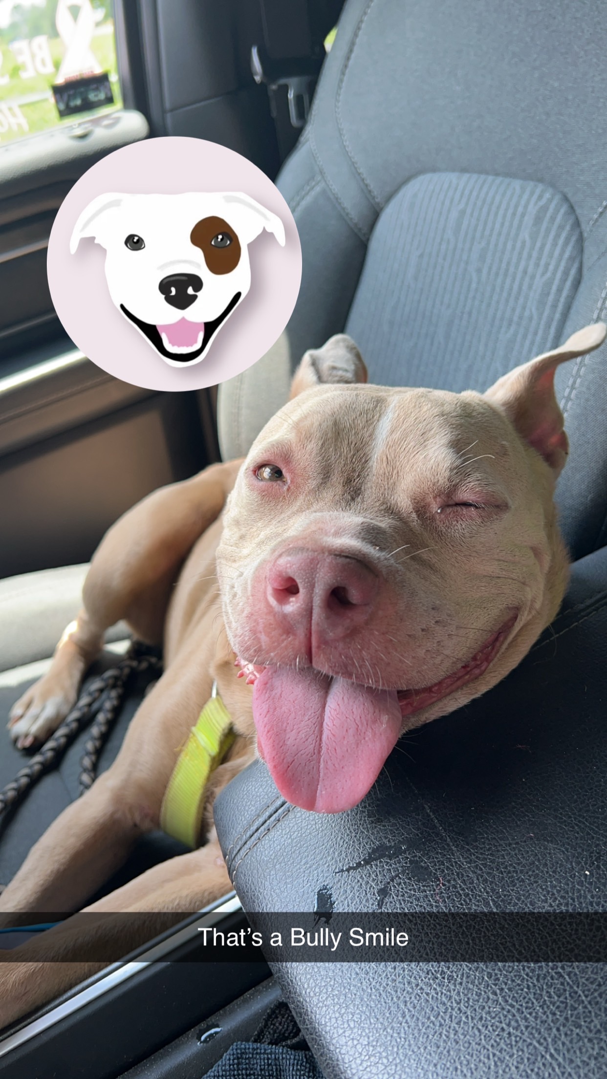 Enlarge Rosie, a Adoptable Pit Bull Terrier in Chickamauga, GA image 4/6