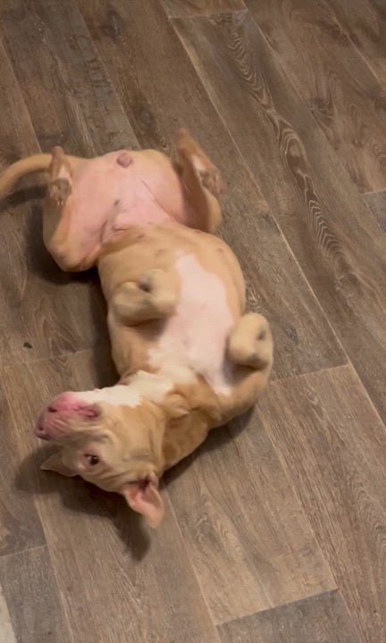 Enlarge Rosie, a Adoptable Pit Bull Terrier in Chickamauga, GA video 2/6