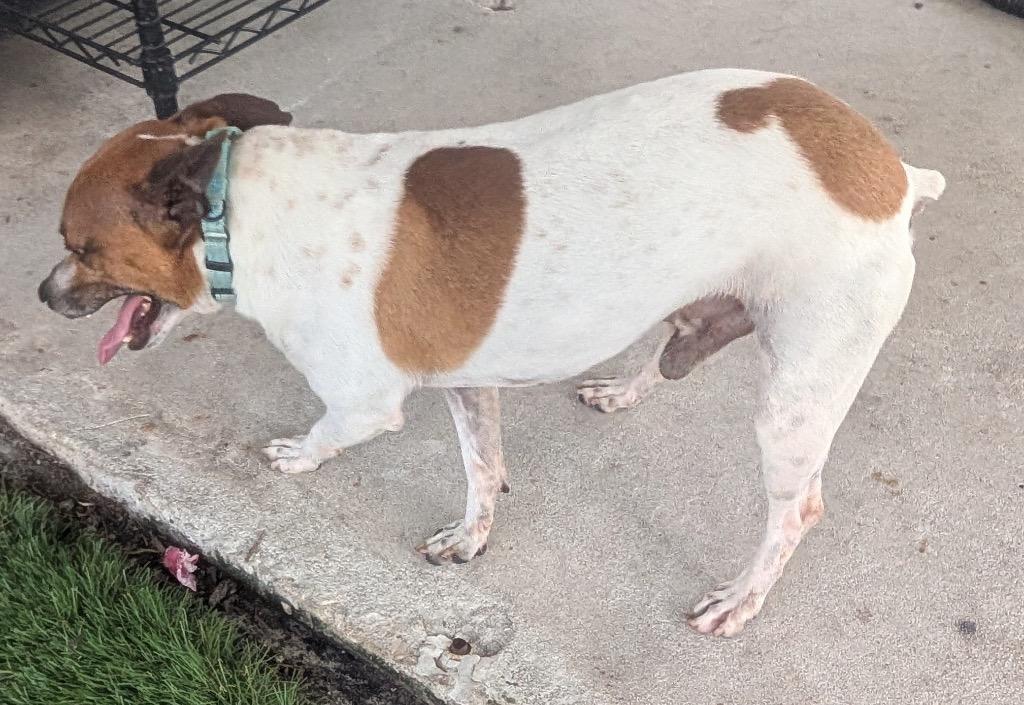 Scout-15lb adorable guy!, Adoptable, Adult Male Jack Russell Terrier.