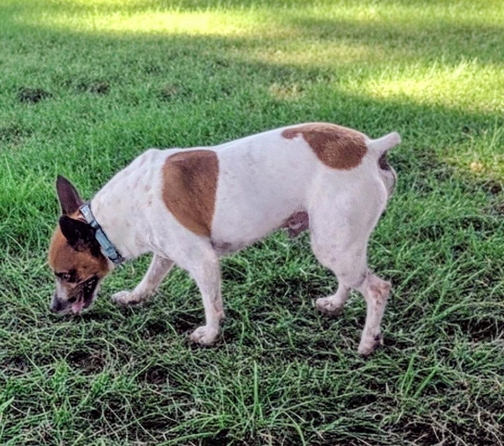Enlarge Scout-15lb adorable guy!, a Adoptable Jack Russell Terrier in Fort Myers, FL image 2/4