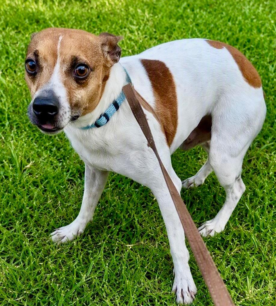 Enlarge Scout-15lb adorable guy!, a Adoptable Jack Russell Terrier in Fort Myers, FL image 3/4