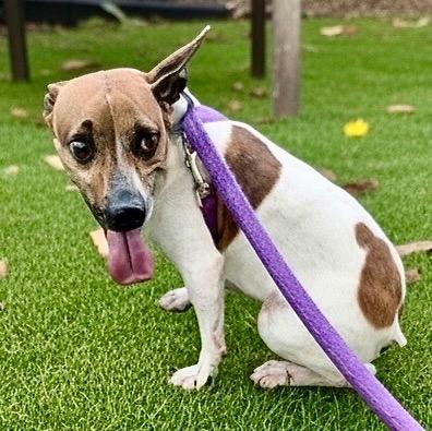 Enlarge Scout-15lb adorable guy!, a Adoptable Jack Russell Terrier in Fort Myers, FL image 4/4