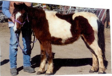 Jelly Bean, a Adopted Miniature Horse in Arvada, CO image 1/2
