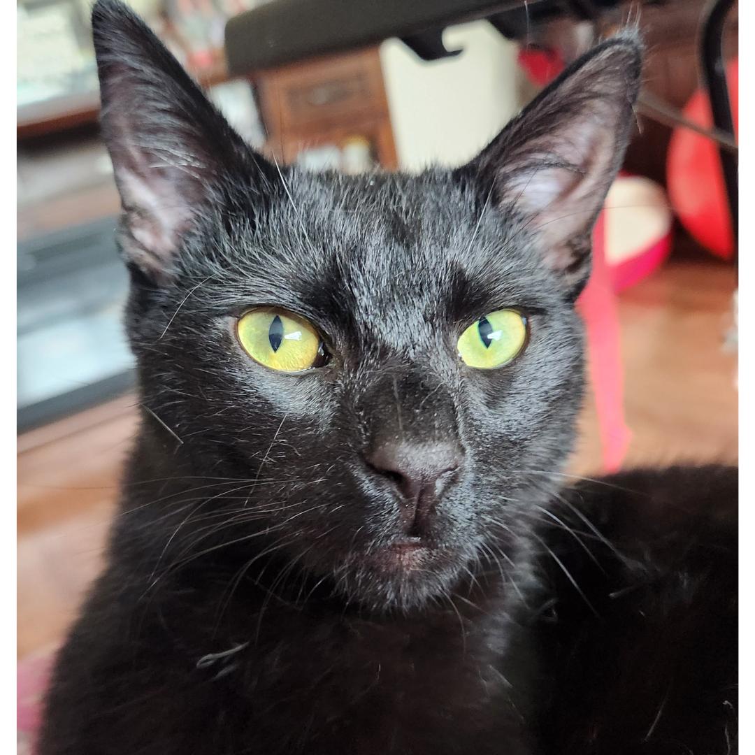 Mickey, adopted, Kitten Male Domestic Short Hair.