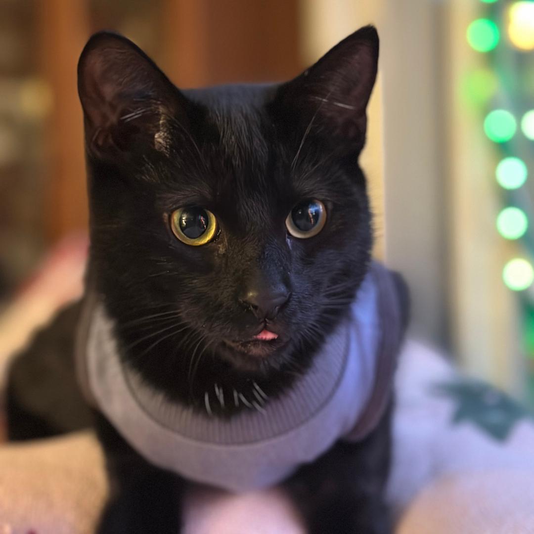 Mickey, an adopted Domestic Short Hair in Morgan Hill, CA image 6/6