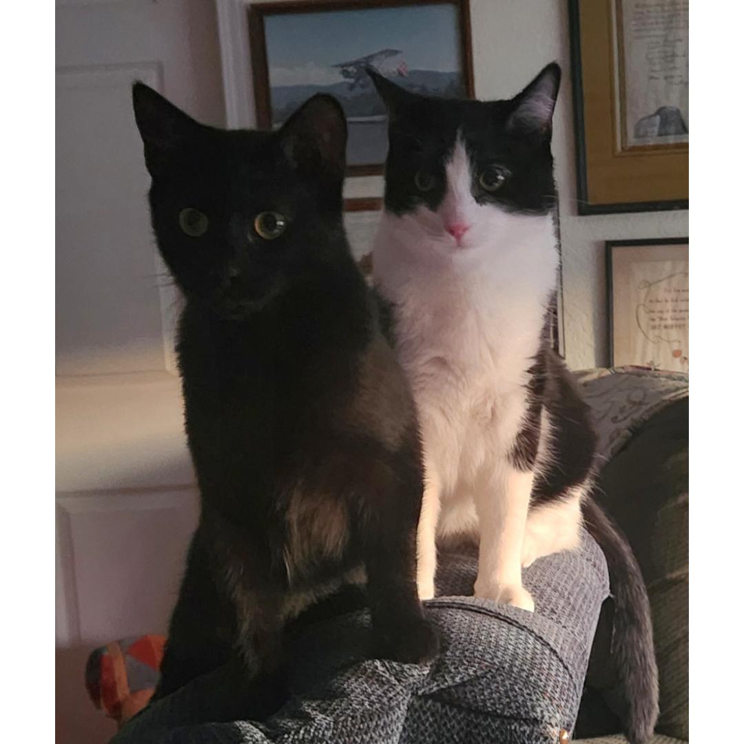 Mickey, an adopted Domestic Short Hair in Morgan Hill, CA image 3/6