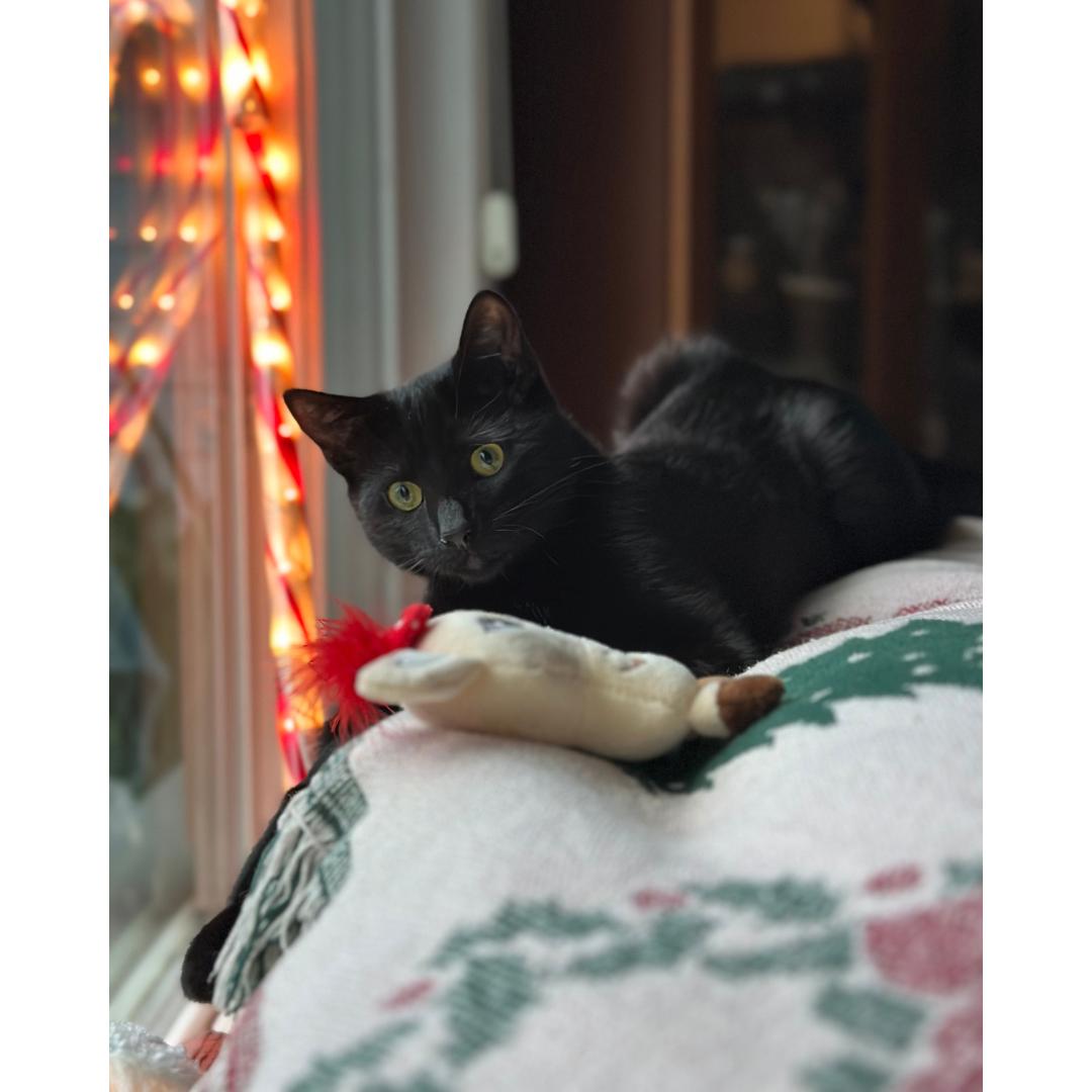 Mickey, an adopted Domestic Short Hair in Morgan Hill, CA image 2/6