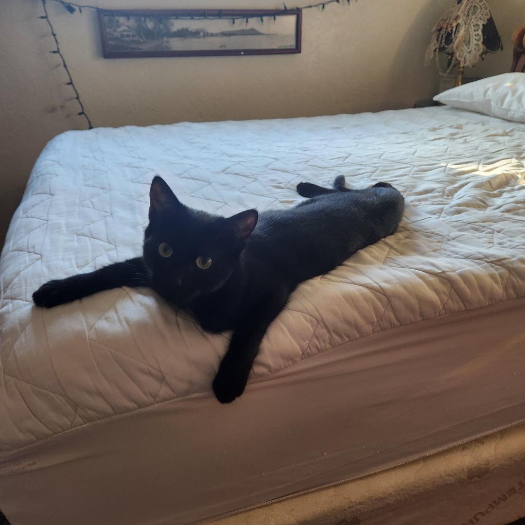 Mickey, an adopted Domestic Short Hair in Morgan Hill, CA image 5/6