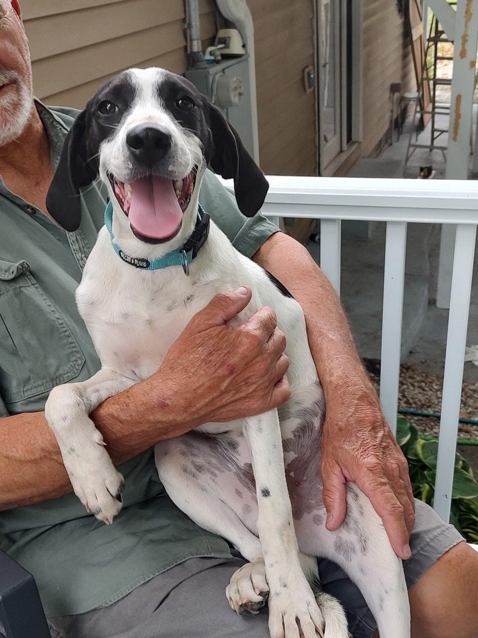 Blaney, Adoptable, Young Female Hound.
