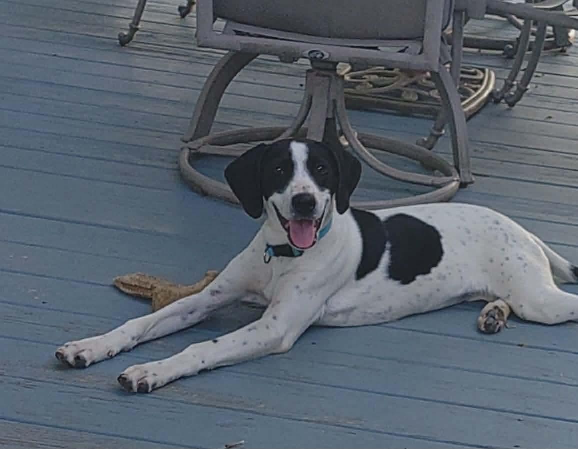 Enlarge Blaney, a Adoptable Hound in Roxboro, NC image 2/2
