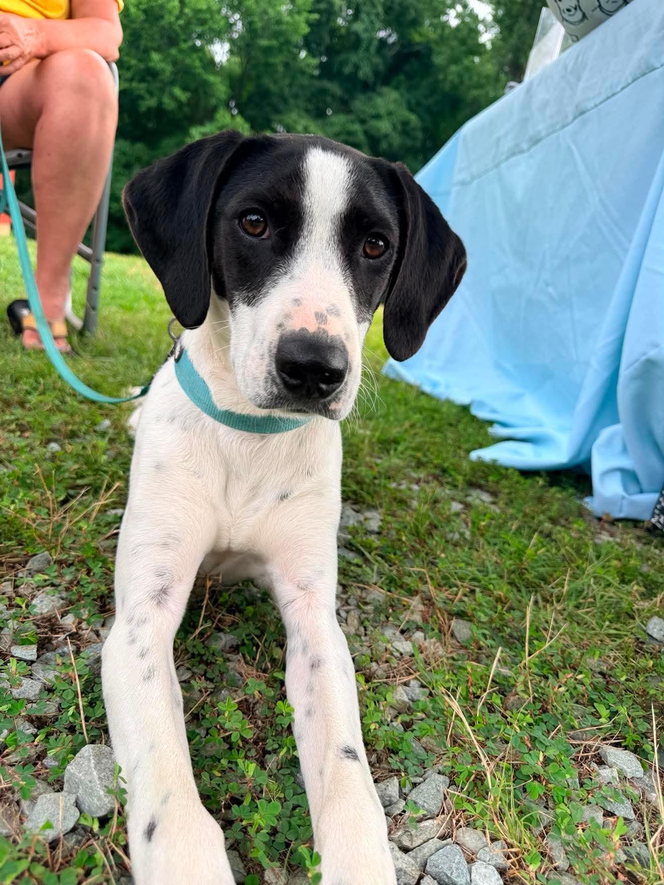 Blaney, a Adoptable Hound in Roxboro, NC image 3/3
