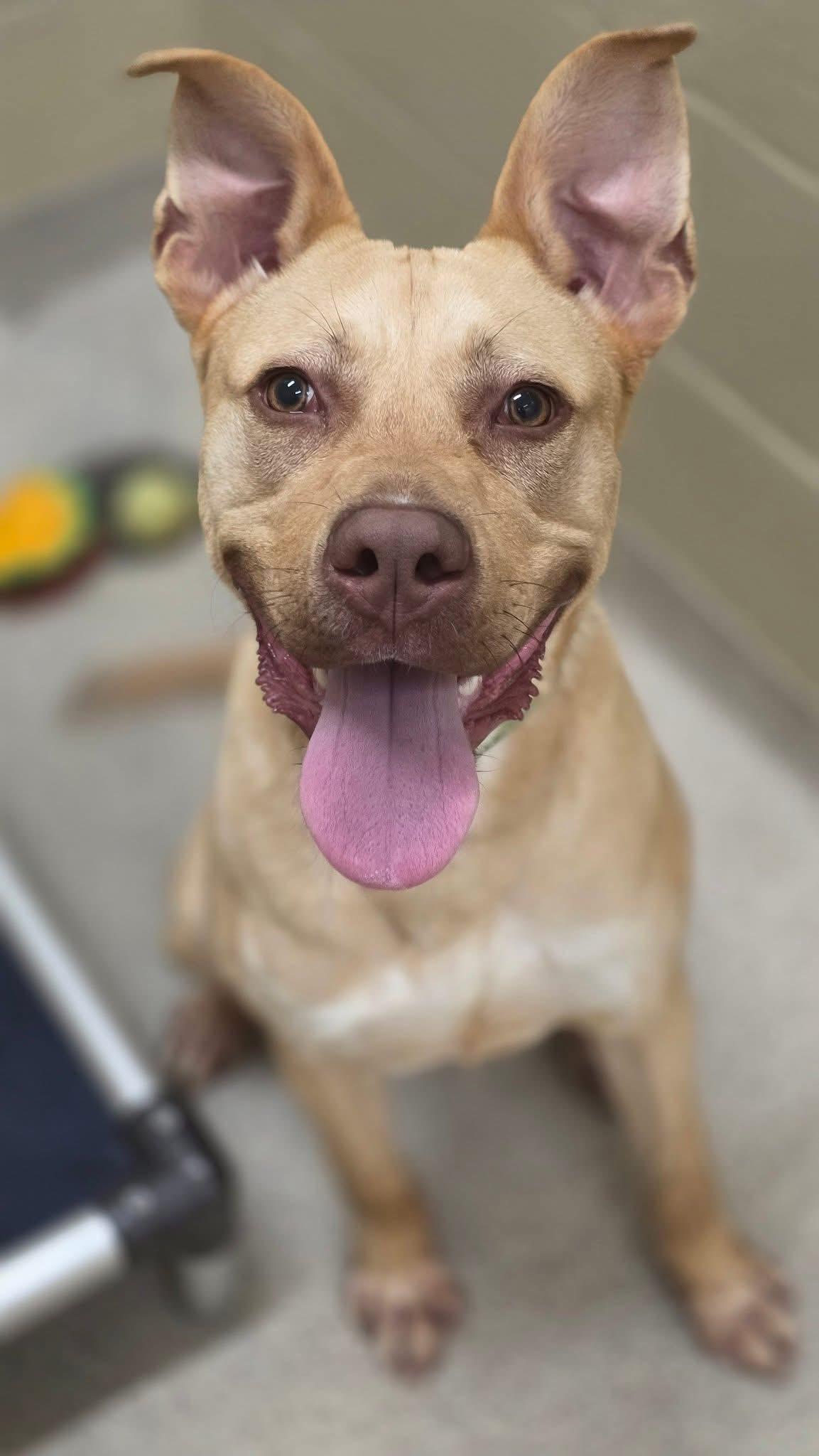 Enlarge Tanner, a Adoptable Labrador Retriever in Youngstown, OH image 2/5