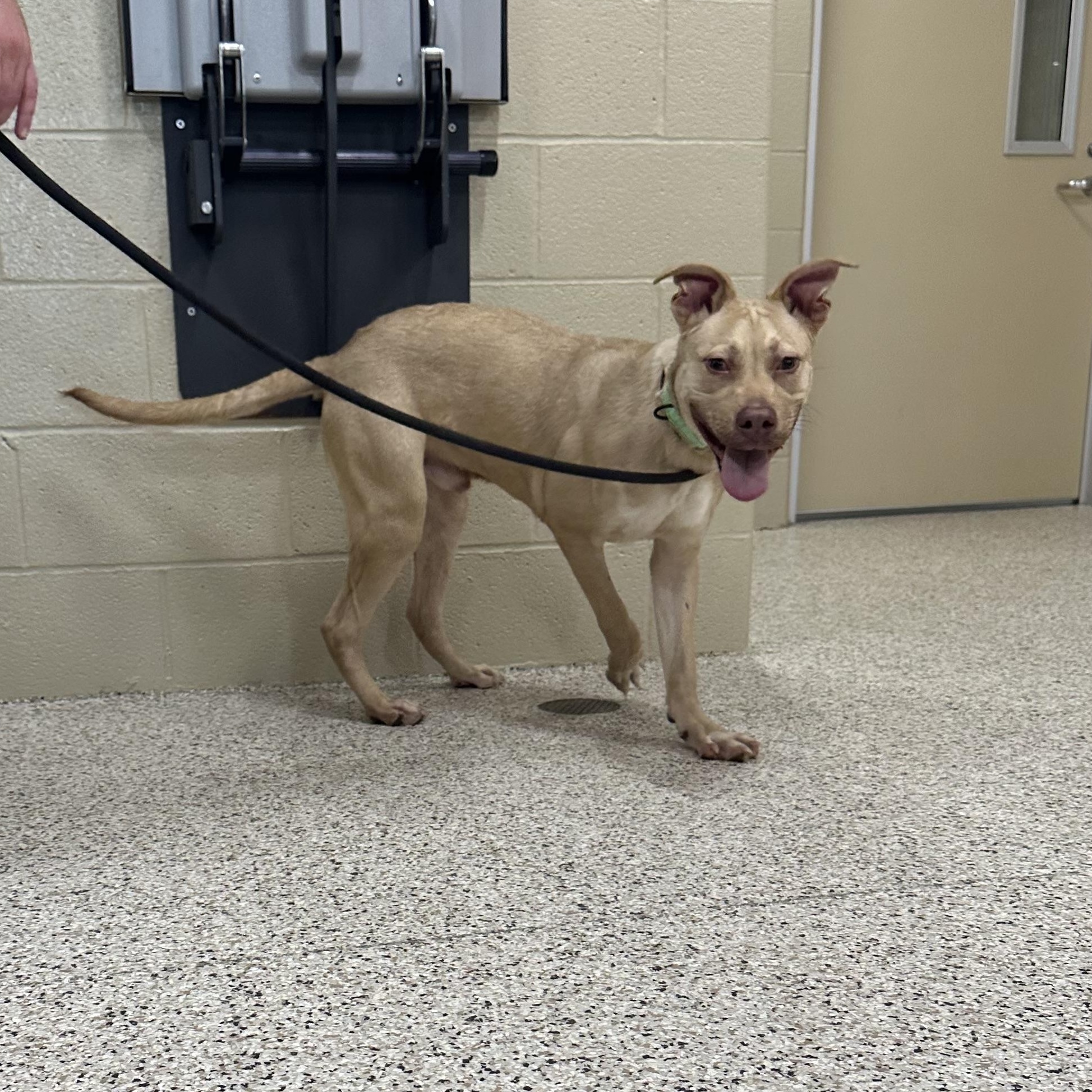 Enlarge Tanner, a Adoptable Labrador Retriever in Youngstown, OH image 5/5