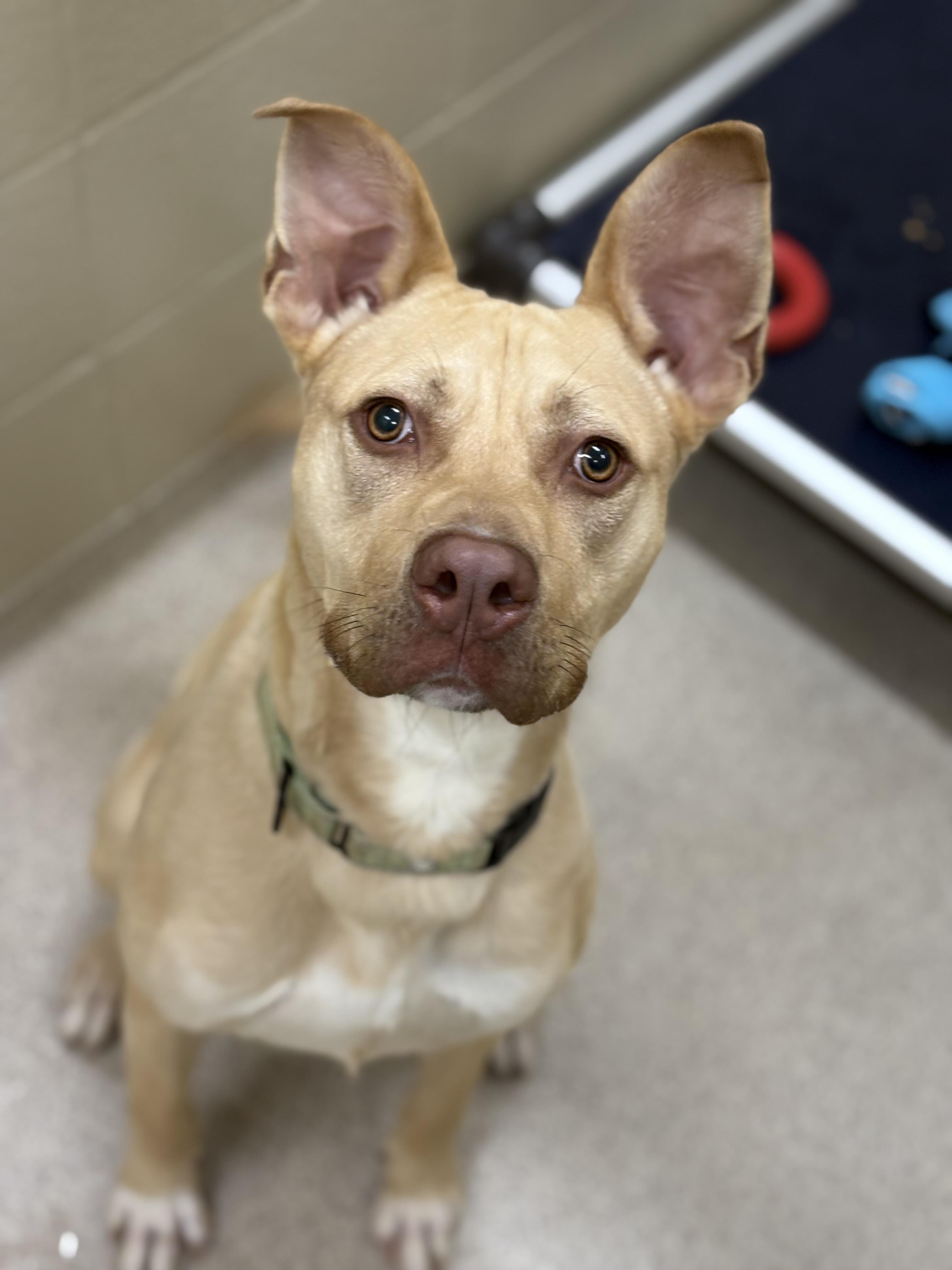 Tanner, Adoptable, Adult Male Labrador Retriever.