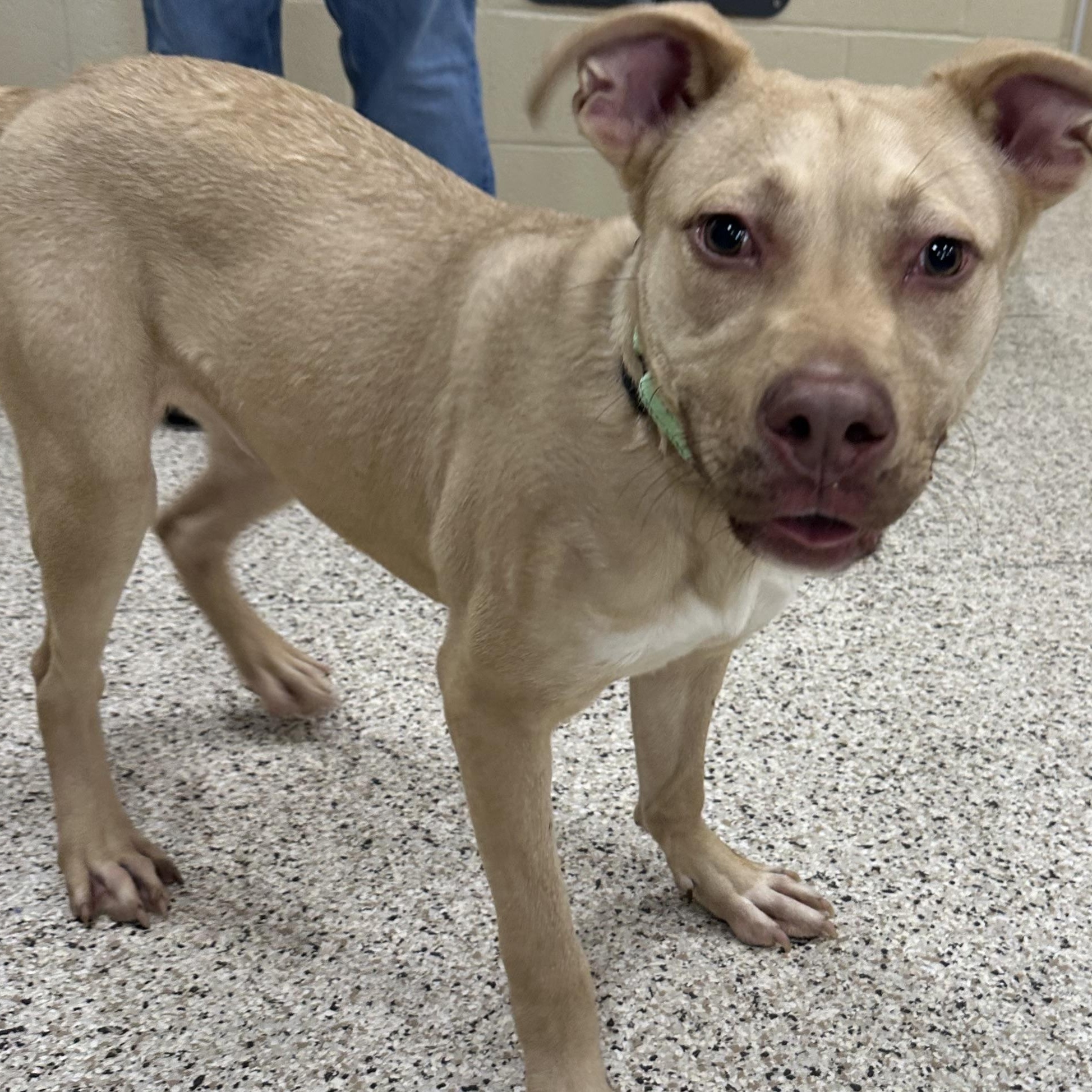 Enlarge Tanner, a Adoptable Labrador Retriever in Youngstown, OH image 3/5