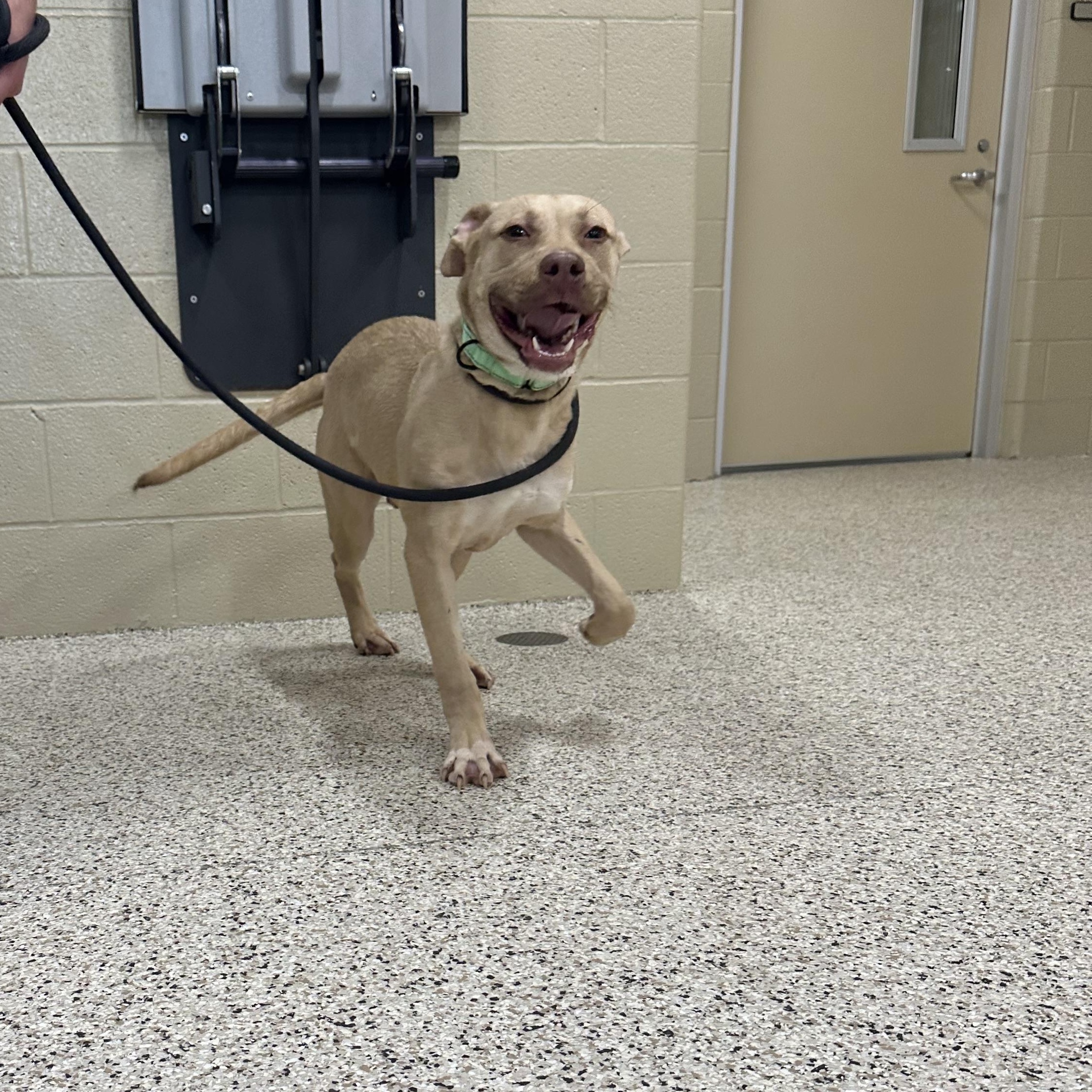 Enlarge Tanner, a Adoptable Labrador Retriever in Youngstown, OH image 4/5