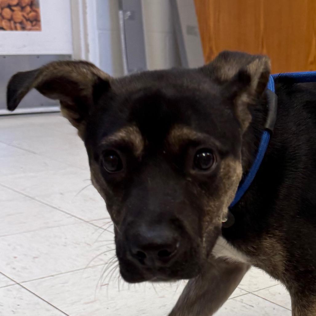 Kai, Adoptable, Puppy Male Shepherd.