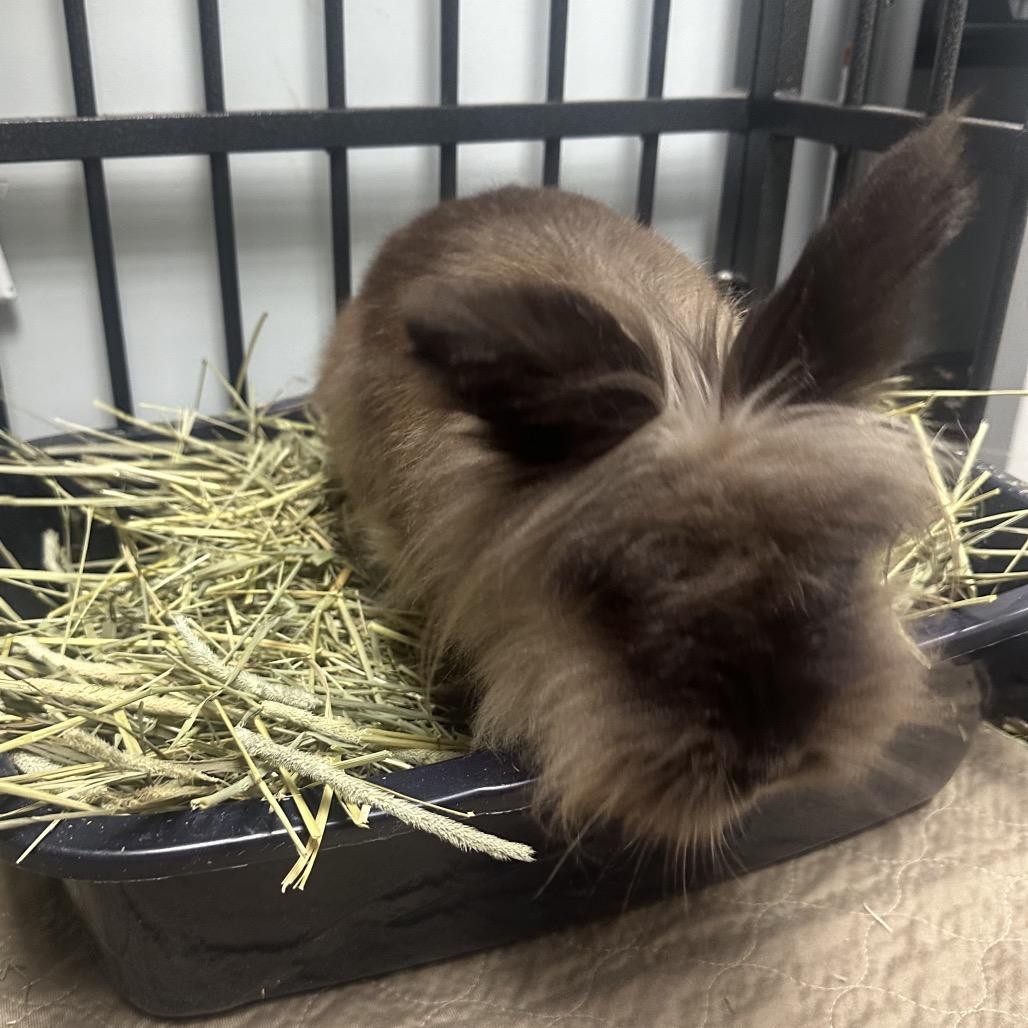 Enlarge Esme, a Adoptable Lionhead in Cream Ridge, NJ image 1/2