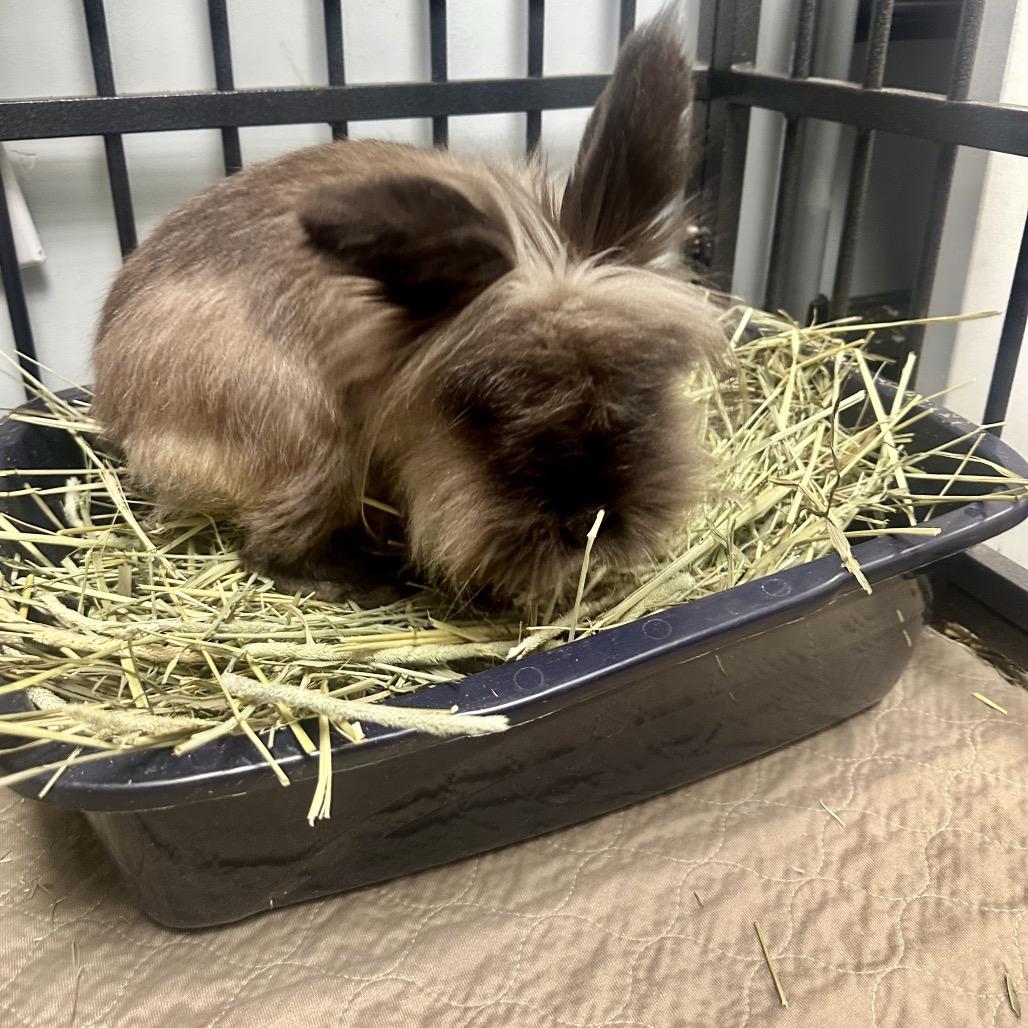 Enlarge Esme, a Adoptable Lionhead in Cream Ridge, NJ image 2/2