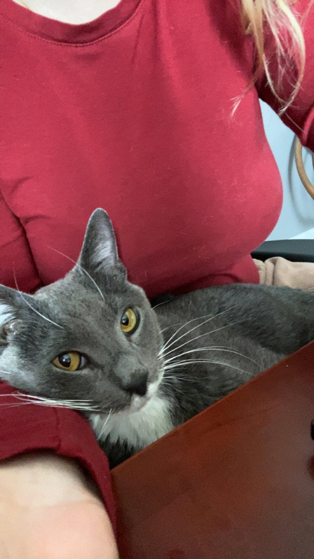 Grayson, Adoptable, Adult Male Domestic Short Hair.
