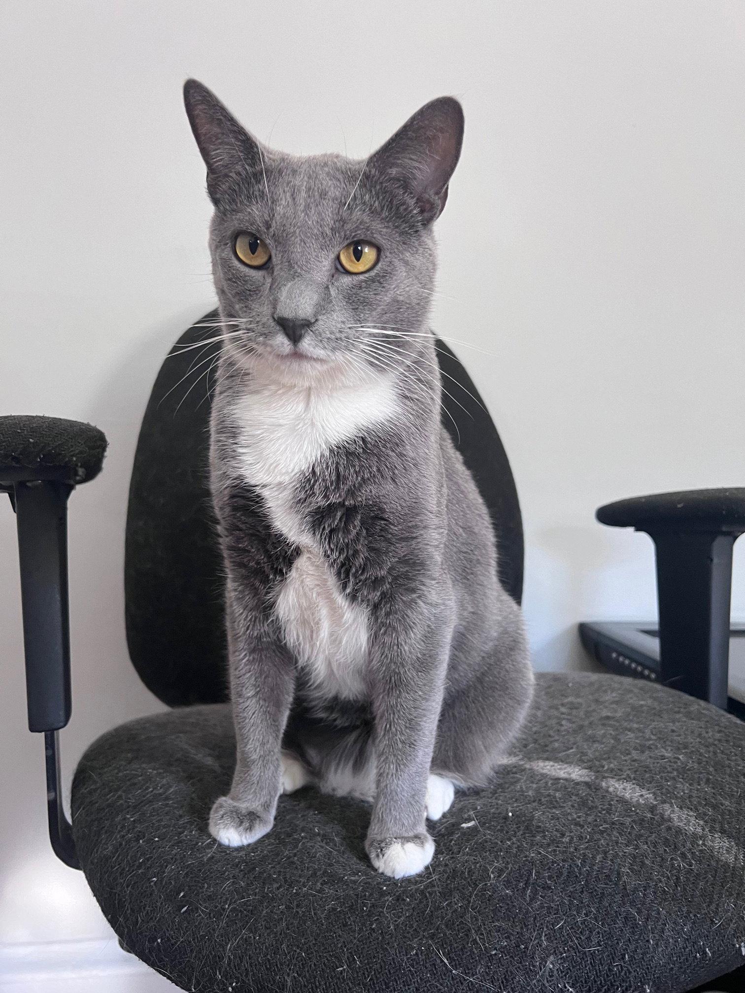 Grayson, a Adoptable Domestic Short Hair in Newtown Square, PA image 2/3