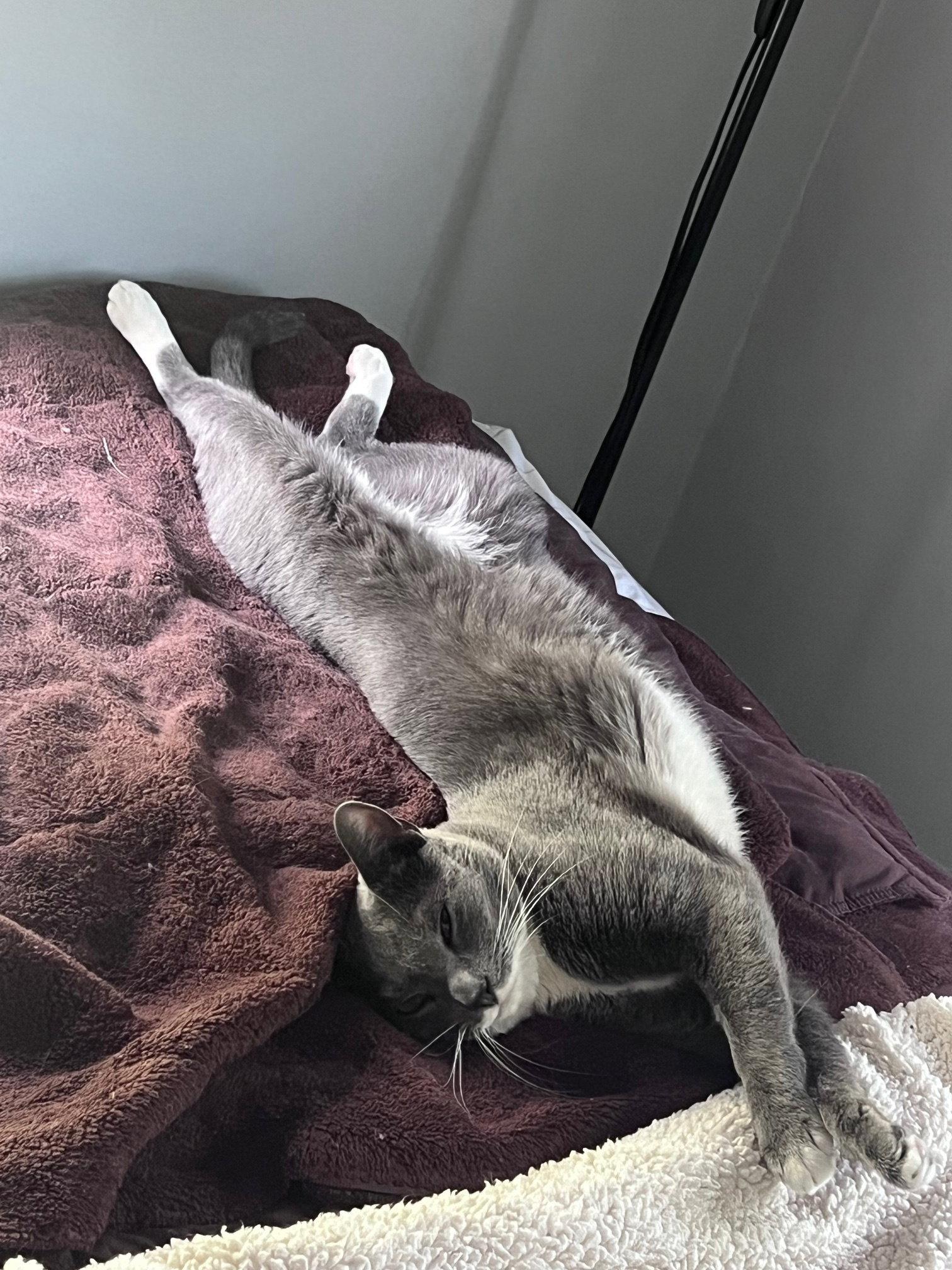 Grayson, a Adoptable Domestic Short Hair in Newtown Square, PA image 3/3