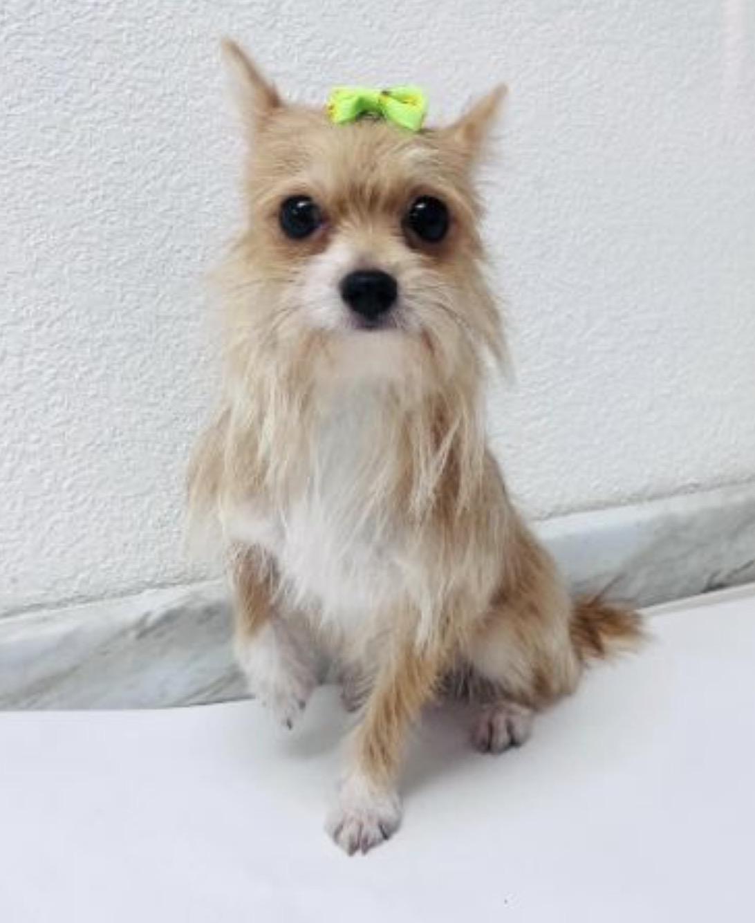 Enlarge Lumi, a ADOPTABLE mixed breed in Miami, FL image 1/2