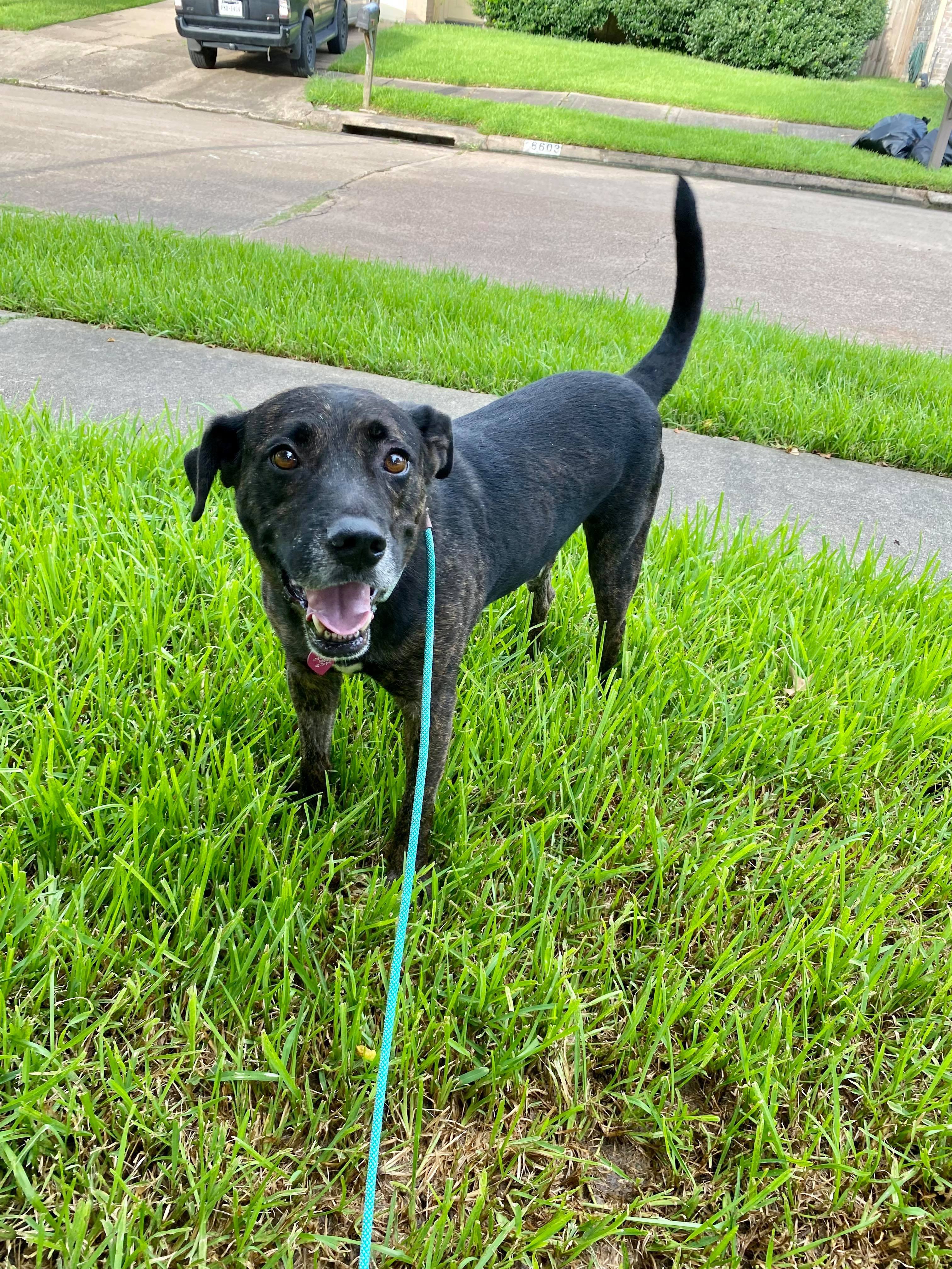 Maverick, an adoptable Pit Bull Terrier, Labrador Retriever in Austin, TX, 78752 | Photo Image 3