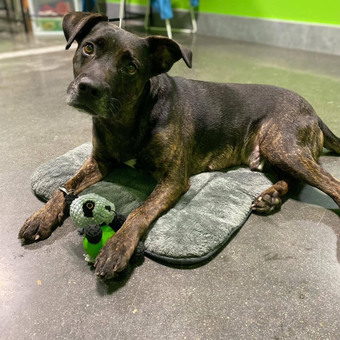 Maverick, a Adoptable mixed breed image 4/4