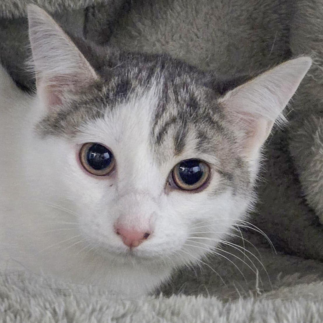 Aspen, Baby Female unknown