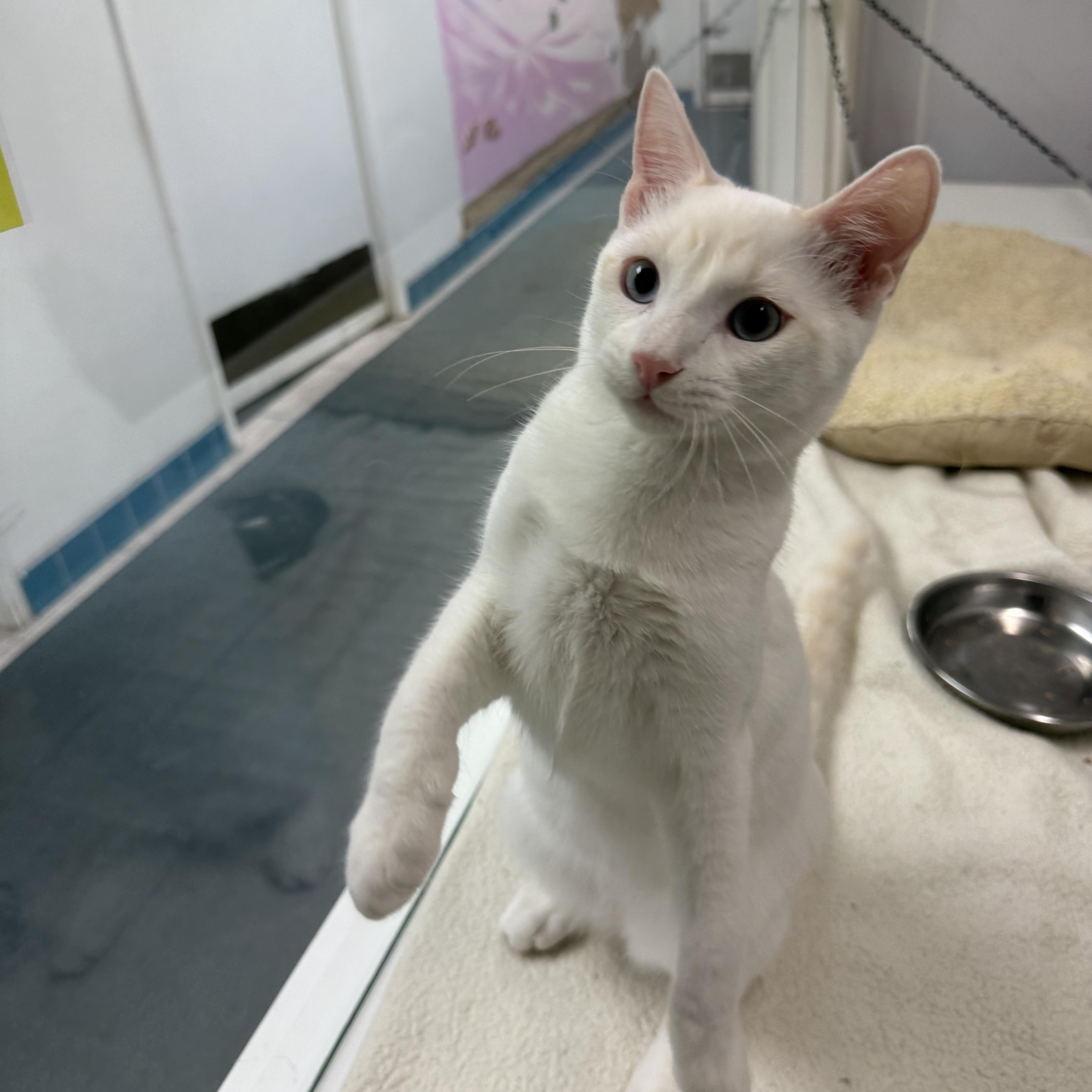 Enlarge Coconut, a Adoptable mixed breed in Newport Beach, CA image 4/6