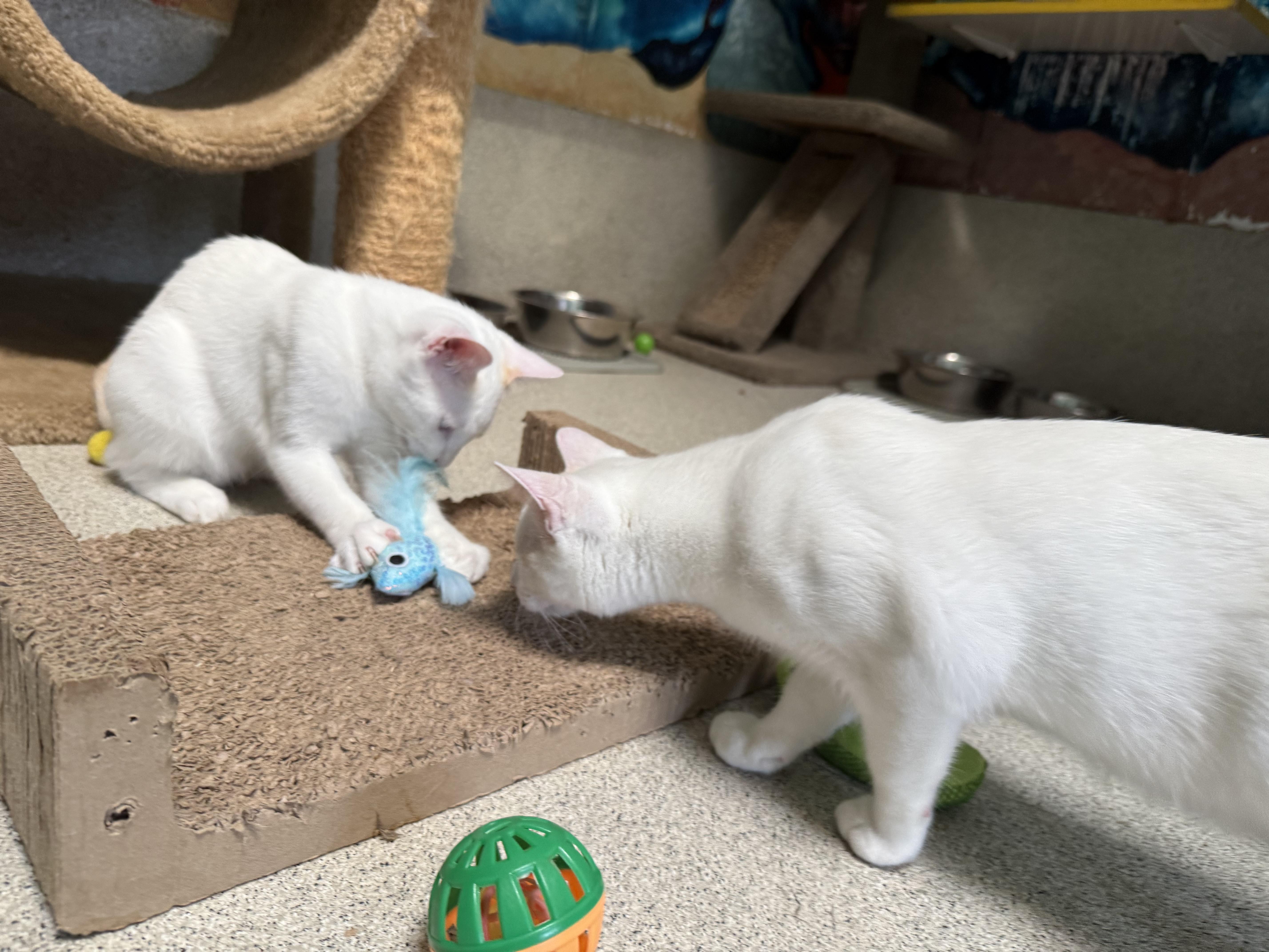 Enlarge Coconut, a Adoptable mixed breed in Newport Beach, CA image 3/6